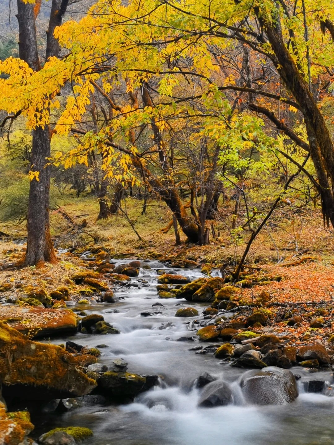 香格里拉尼汝秘境徒步_3_飞阅山河_云南-香格里拉-来自52tours 我爱旅游网